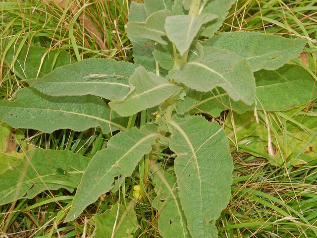 Verbascum thapsus